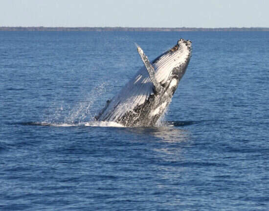 Humpback migration in Hervey Bay