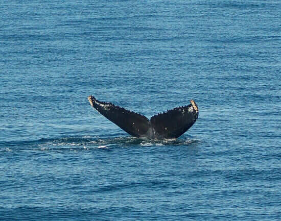 Bay of Fundy's whales