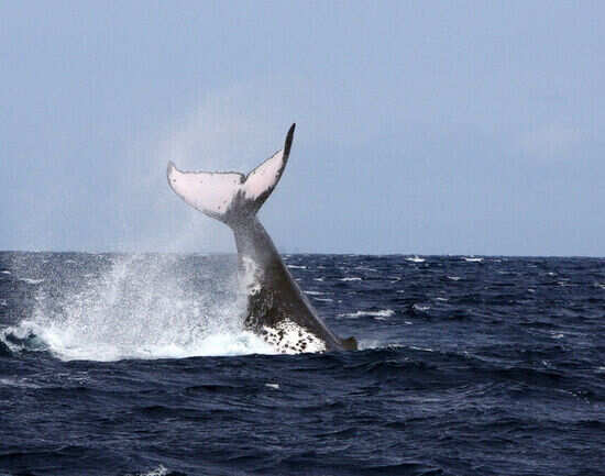The humpbacks in Tonga