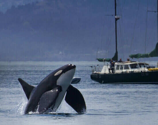 Orcas off Vancouver Island