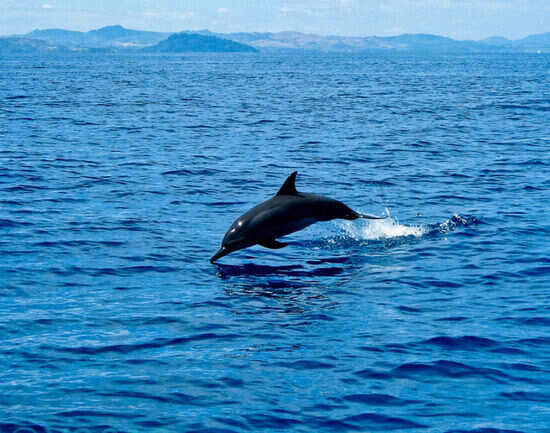 Humpback whales in Madagascar
