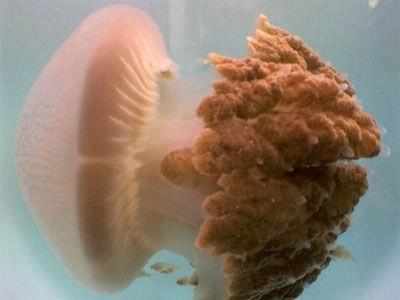 World's first jellyfish database created