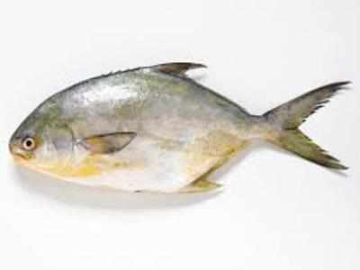 Indian Pompano bred in lab for 1st time in world