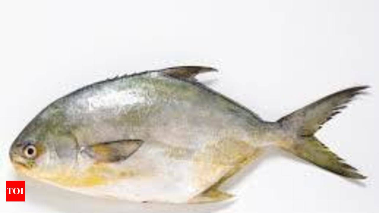 CMFRI Scientists: Indian Pompano bred in lab for 1st time in world - Times  of India