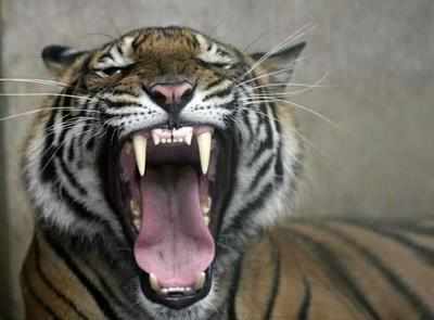 Kolkata zoo begins captive breeding of tigers