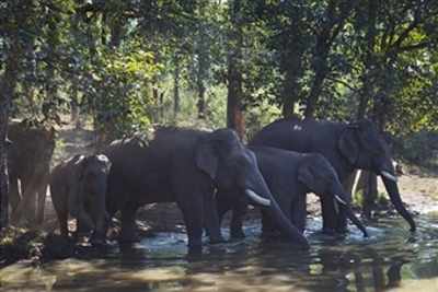 Spurt in death of captive elephants causes concern in Kerala