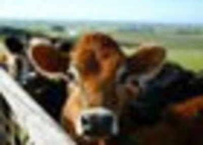 Cattle burping can lead to global warming