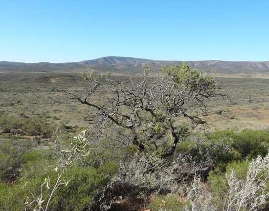 Arkaroola Wilderness Sanctuary