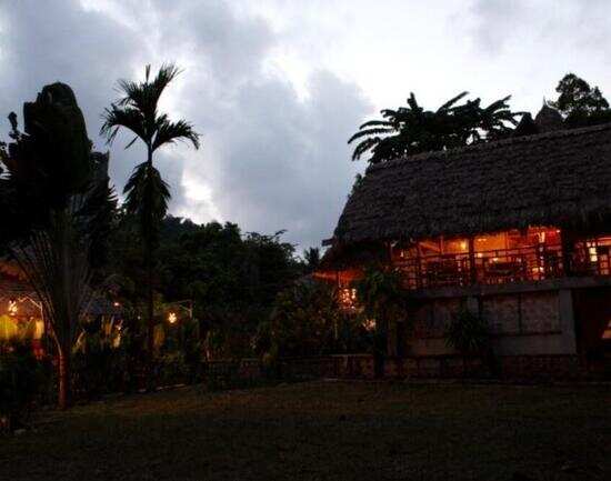 The Wild Orchid