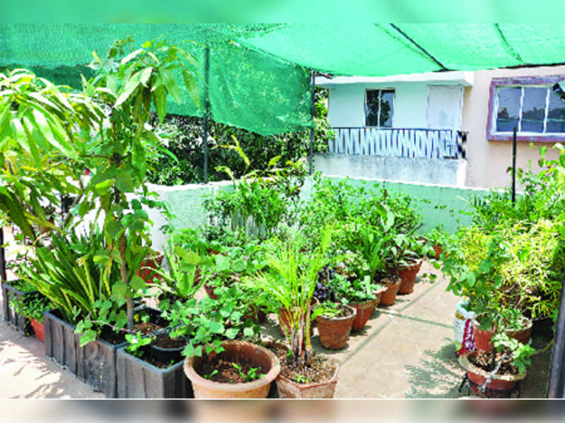 Terrace Gardens With Organic Farming A, How To Set Up Terrace Garden In Telugu