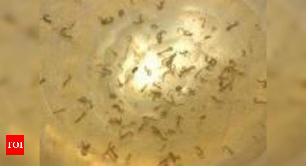 This Fish Eats Mosquito Larvae May Keep Malaria At Bay Times Of