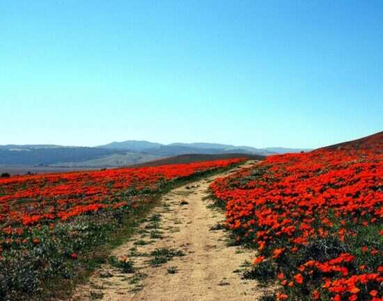 Antelope Valley Poppy Reserve in California