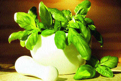 Benefits of basil Times of India