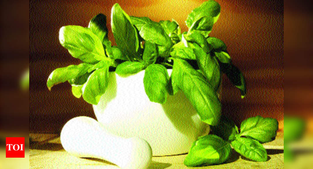 Benefits of basil Times of India