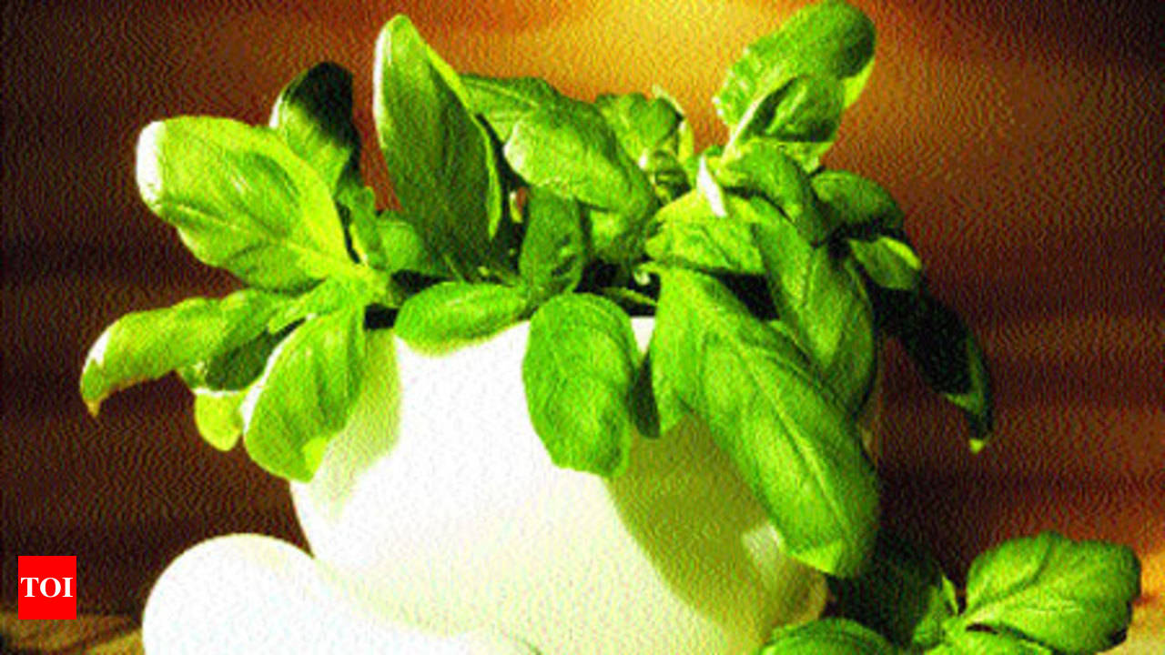 Benefits of basil Times of India