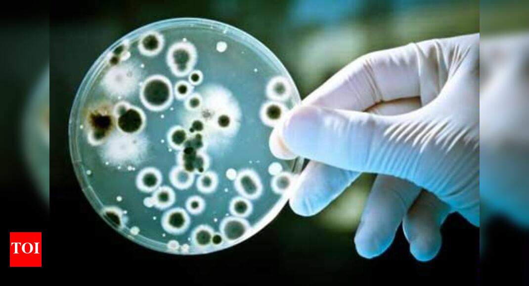 Bacteria cause shock related heart attacks, new study finds - Times of ...