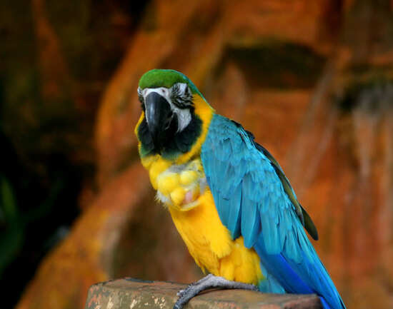 Himalayan Bird Park In Shimla | Times of India Travel Himalayan Bird Park In Shimla | Times of India Travel