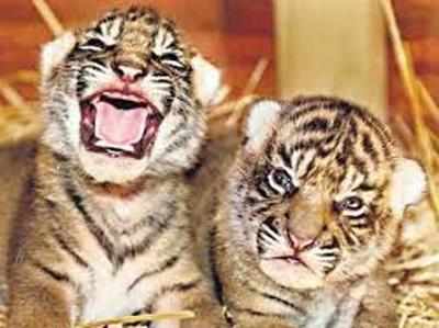 Two abandoned tiger cubs killed in Madhya Pradesh