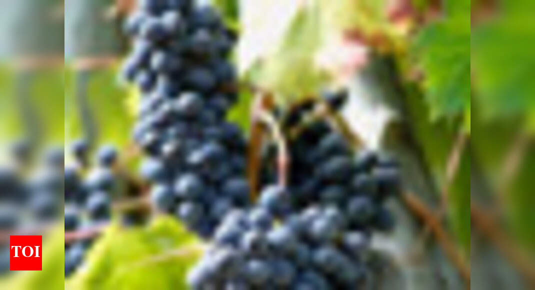 'Grapes may be answer to lower BP' - Times of India
