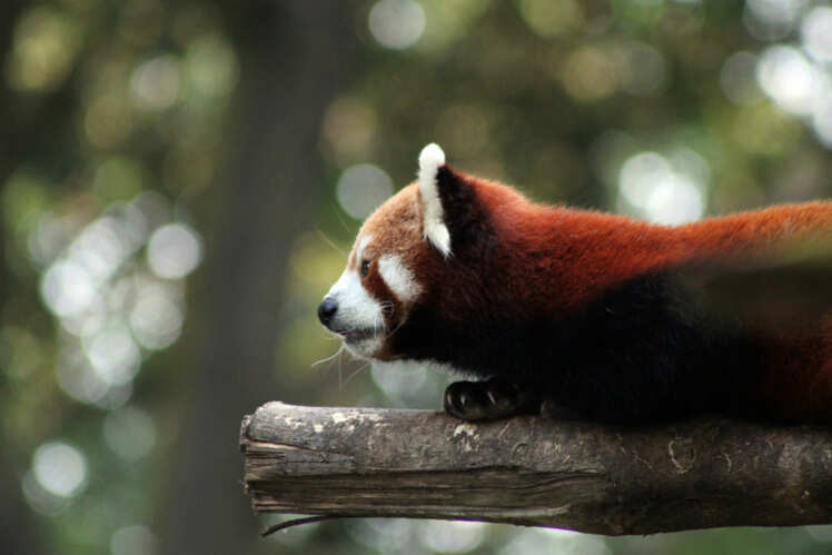 Darjeeling Zoological Park