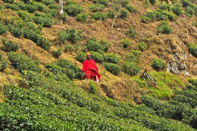 Stop at Happy Valley Tea Estate