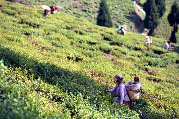 Stroll through tea plantations