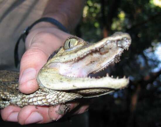Caiman Spotting in the Amazon