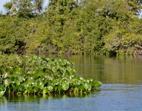 Pantanal
