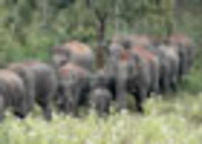 Four elephants found dead