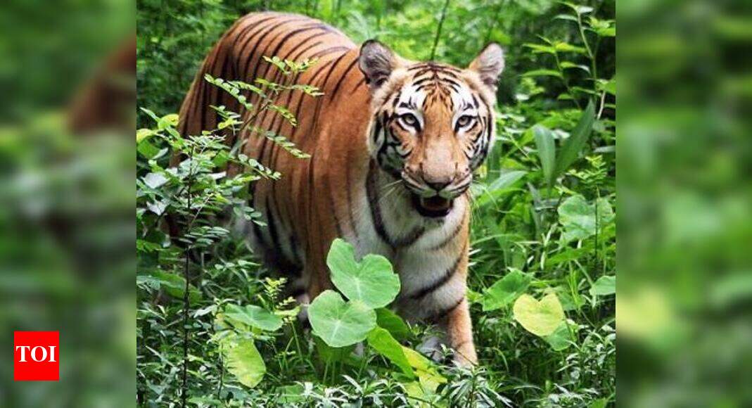 Special Tiger Protection Force: Staff crunch hits tiger protection in ...