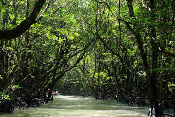Sail through the mangrove creek