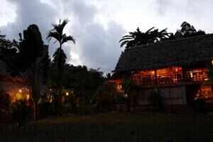 The Wild Orchid