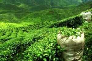 Darjeeling during off-season