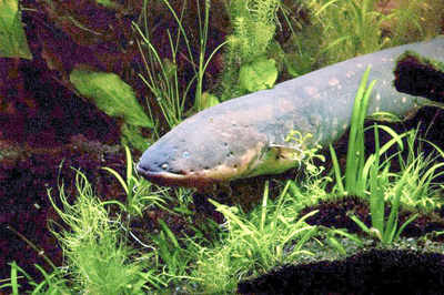 Scientists find how electric fish got its jolt - Times of India