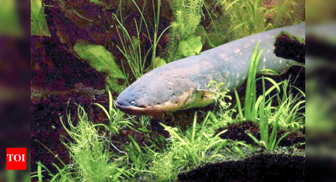 Scientists find how electric fish got its jolt Times of India