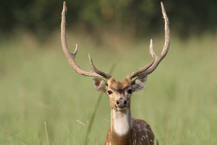 Jungle safari at Jim Corbett National Park