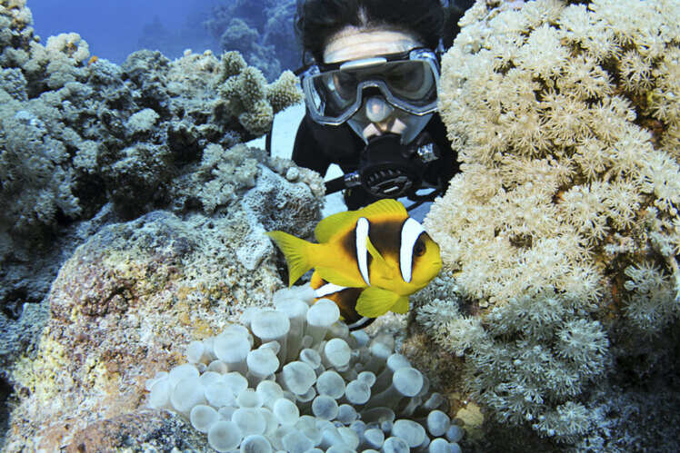 Scuba diving in the Andaman Islands