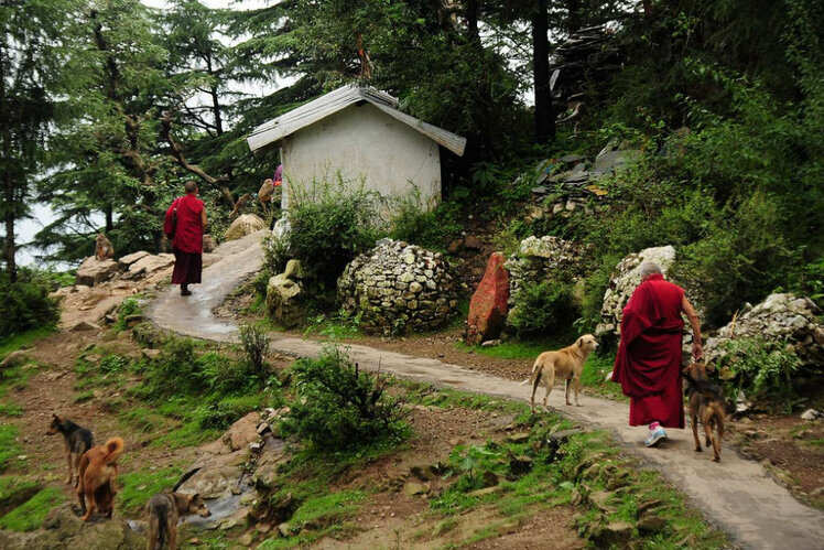 Nature walks in Dharamshala