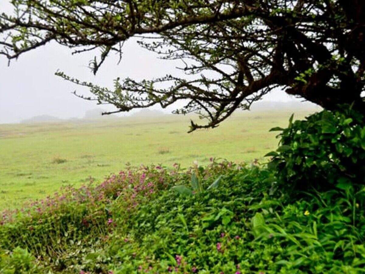 Kaas Pathar—Maharashtra’s Plateau of Flowers Times of India Travel