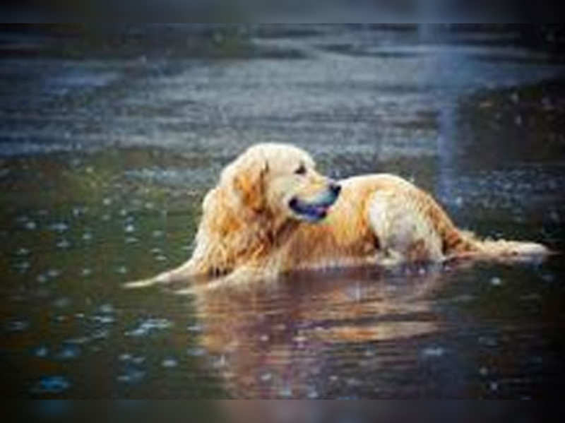 Pet Care During Monsoon Times Of India