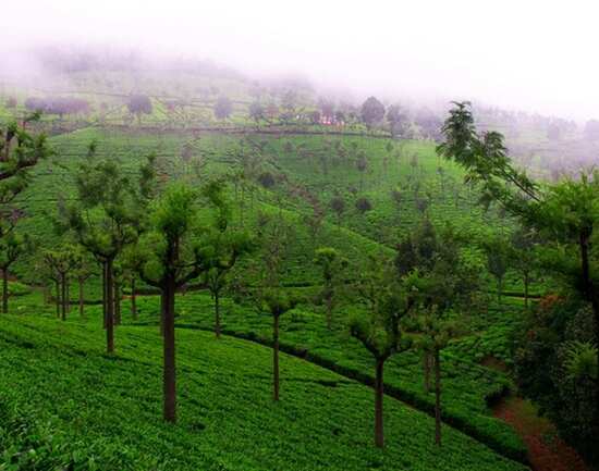 Coonoor hotels that offer a charming stay