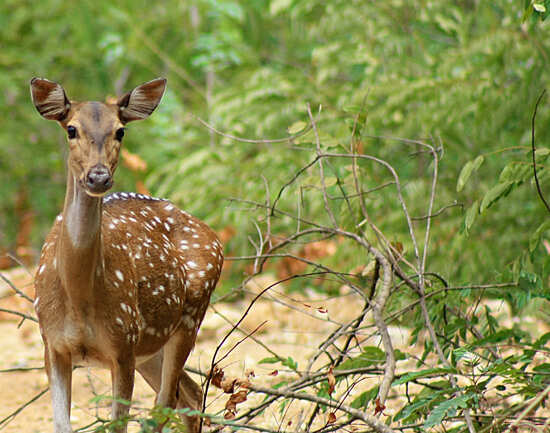 Guindy National Park