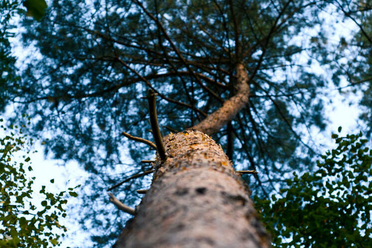 Take a stroll in the Grunewald forest