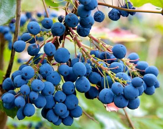 Machias Wild Blueberry Festival