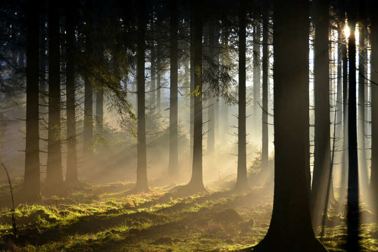 The scenic wilderness of Ardennes