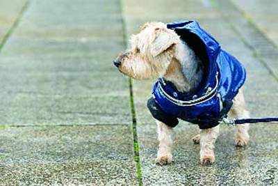 Funky accessories for pets this monsoon
