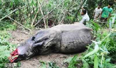 Poachers kill rhino in Kaziranga