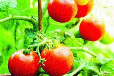 You can try growing tomatoes at home