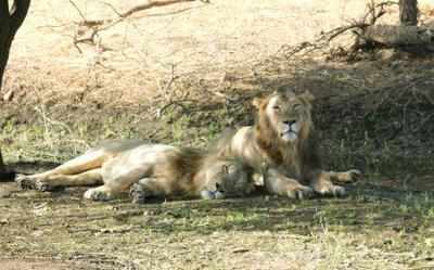 What's in a name: Gir names its lions in a unique way