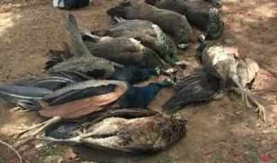 60 peacocks found dead in Warangal district